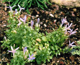 Campanula asperuloides